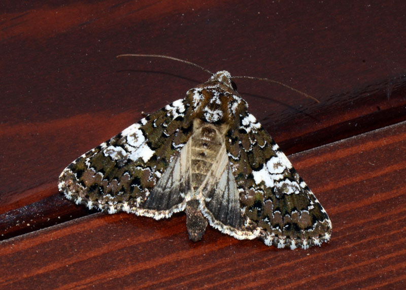 Noctuidae da determinare - Hadena (Hadena) albimacula